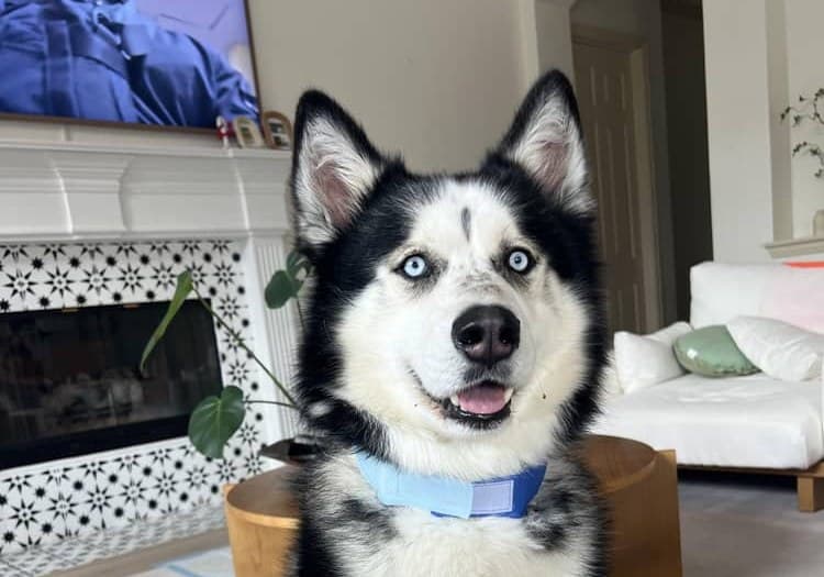 Ghost, the very good dog behind the name